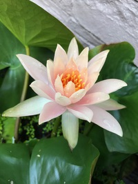 ☆感謝の反対語は 当たり前☆ 2021/06/13 08:29:55
