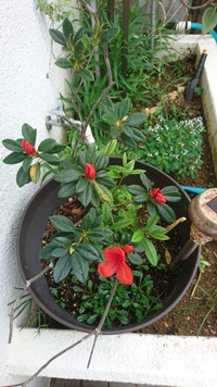 ツツジ開花