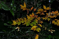 紅葉