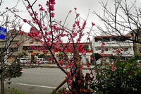 来年も桜が咲くようにと花見に招待された。