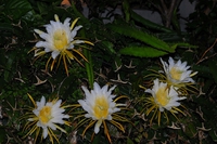 なんの花かな ?