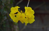 鼻風邪って風邪なのかな ?