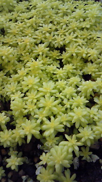 セダム♪ 2013/02/21 14:40:51