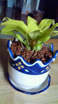 植物っていいな♪