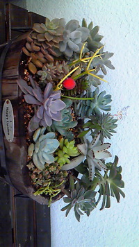 大型寄せ植え♪ 2013/03/22 15:18:07
