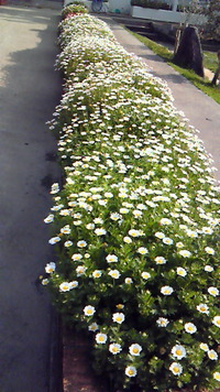 春ですね！ 2013/03/23 13:23:27