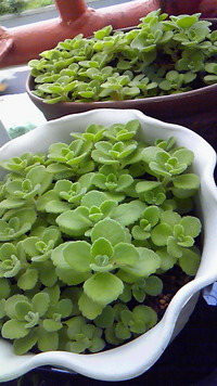 もりもり多肉達♪ 2013/04/23 15:46:24