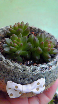 セダム♪ 2013/04/24 13:45:59