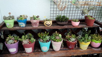 春！多肉！？ 2014/04/17 11:18:40