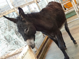 ミニミニ動物園　シュークリーム　プリン　ズケラン養鶏場