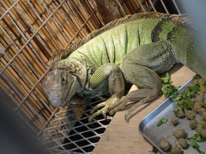 ミニミニ動物園　シュークリーム　プリン　ズケラン養鶏場