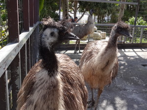 ミニミニ動物園　シュークリーム　プリン　ズケラン養鶏場