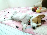 本当に犬！？ 2014/07/13 00:10:04