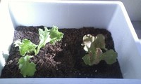 畑　(o＾─＾o)ﾆｺｯ 2009/10/19 10:25:35