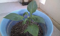 畑パート② 2009/11/02 11:18:14