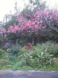 桜(^O^) 2011/02/05 10:55:41