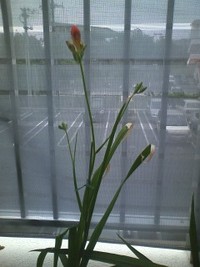 春よ来い(*^o^*) 2011/03/11 16:44:22