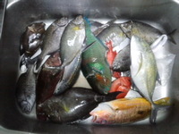 大漁(^w^) 2011/04/26 14:47:04
