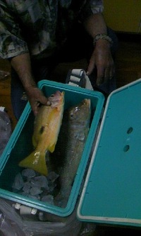 初めての浜釣り？ 2011/04/29 19:08:20