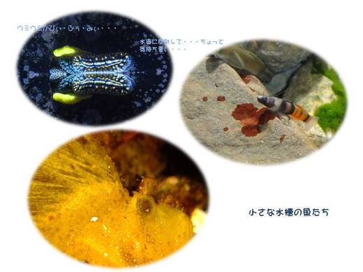 ６月　沖縄アルバム＊美ら海水族館