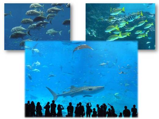 ６月　沖縄アルバム＊美ら海水族館