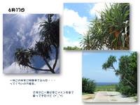６月　沖縄アルバム＊万座毛 2010/08/14 20:16:00