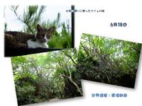 ６月　沖縄アルバム＊斎場御嶽 2010/08/16 20:16:00