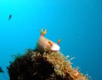 奄美大島☆水中写真 2011/08/30 21:29:18