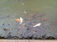 高知城を訪ねて 2011/11/05 03:22:52
