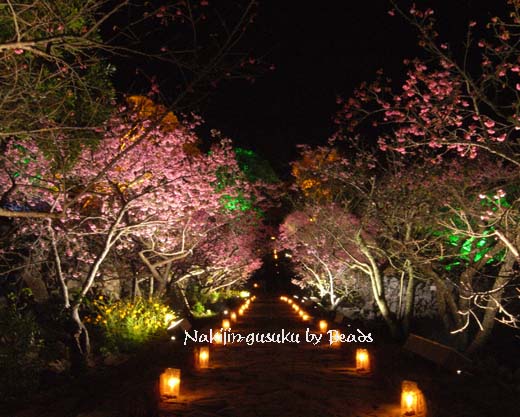 夜桜＠今帰仁城