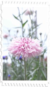 お庭の花 2011/05/23 19:15:00