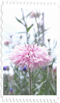 お庭の花