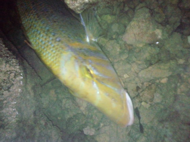 釣果報告あり
