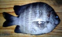 魚図鑑追加ヾ(〃⌒ ー―――⌒)ﾉ 2009/01/23 15:55:17