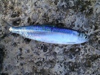 釣果報告!! 2009/09/24 21:48:03