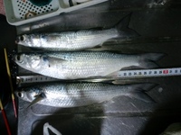 釣果報告!!ヾ(･･ ) 2009/02/28 11:25:18