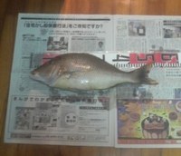 釣果報告!! 2009/11/01 23:12:10