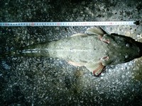釣果報告!! 2009/02/22 12:43:48