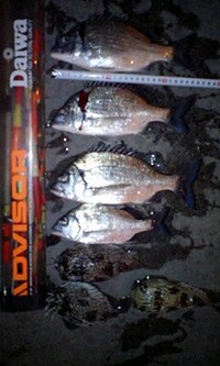 一昨日の釣果o(^-^)o 2009/01/26 22:37:20