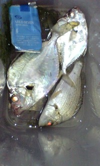 No8が 2009/05/28 14:56:54