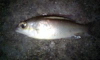 本日の途中釣果報告～!! 2009/01/21 00:28:09
