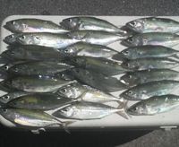 釣果報告!! 2009/10/18 23:47:21