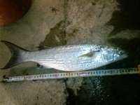 釣果報告 2009/11/11 22:31:40