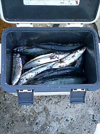 釣果報告 2009/11/15 22:36:35
