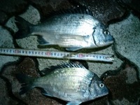 釣果報告ヽ(ﾟ･^*) 2009/02/19 22:04:16