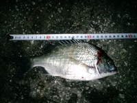 釣果報告ヽ(▽⌒*) 2009/02/21 11:06:03