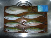 釣果報告!!