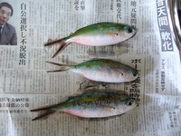 釣果報告(^-^*) 2009/05/04 20:36:48
