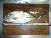 釣果報告 2009/06/22 17:52:58
