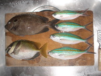 釣果報告!!